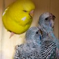 Budgerigars_20081130_018