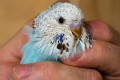 Budgerigars_20081130_022