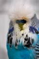 Budgerigars_20081130_024