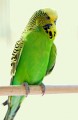 Budgerigars_20081130_040