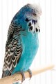 Budgerigars_20081130_055