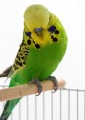 Budgerigars_20081130_062