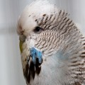 Budgerigars_20081130_078