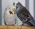 Budgerigars_20081130_091