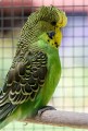 Budgerigars_20081130_094