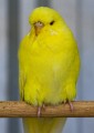 Budgerigars_20081130_123