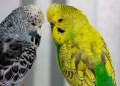 Budgerigars_20081130_133