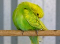 Budgerigars_20081130_138