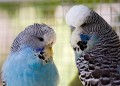 Budgerigars_20081130_141