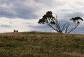 Burnt_Stump_Hill_20080123_060