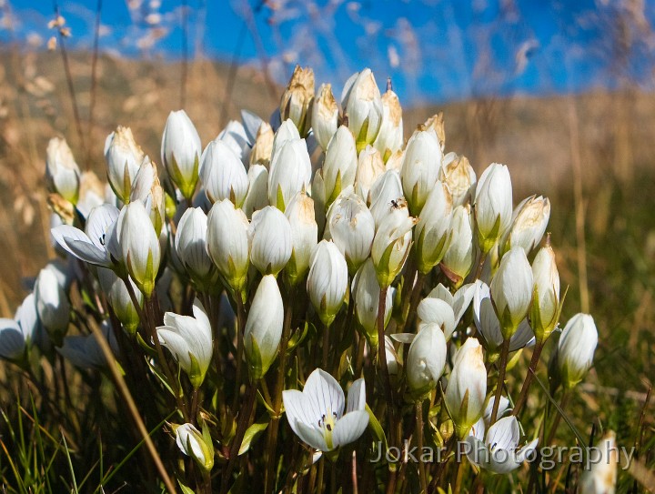 Hedley_Tarn_20080309_105.jpg