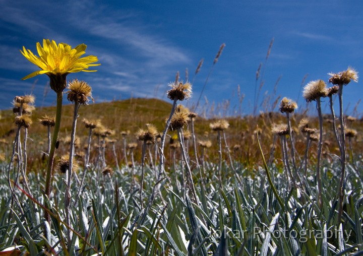 Hedley_Tarn_20080310_134.jpg