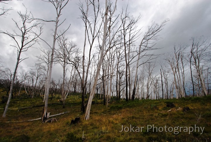 Jagungal_20080201_001.jpg - Sawyers Hill (near Kiandra) - five years after the fires