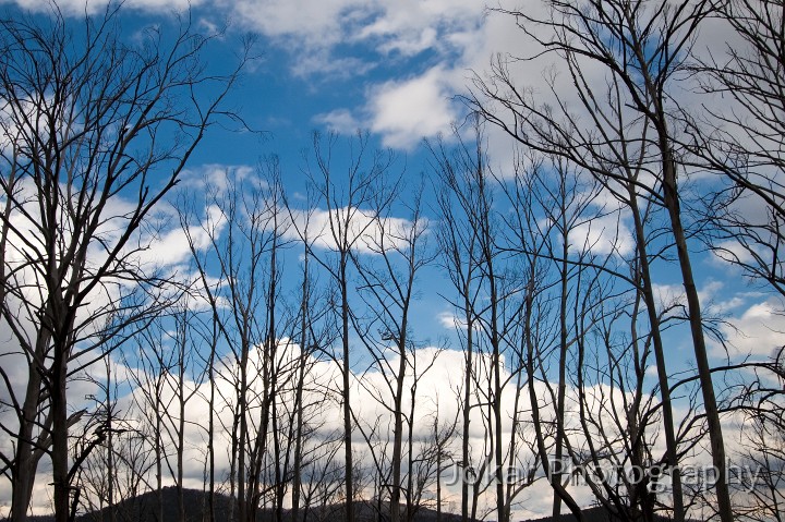 Jagungal_20080201_011.jpg - Sawyers Hill (near Kiandra) - five years after the fires