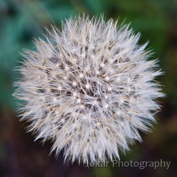 Jagungal_20080201_068.jpg - Dandelion seedhead, Round Mountain Fire Trail, Jagungal Wilderness, Kosciuszko National Park