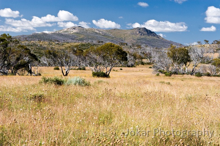 Jagungal_20080202_115.jpg - Looking toward Mount Jagungal, Farm Ridge Fire Trail, Jagungal Wilderness, Kosciuszko National Park