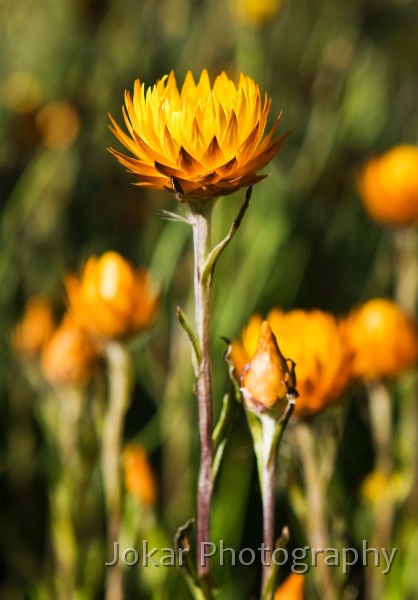 Jagungal_20080202_121.jpg - Golden Everlasting  (Bracteantha subundulata) ,Farm Ridge Fire Trail, Jagungal Wilderness, Kosciuszko National Park