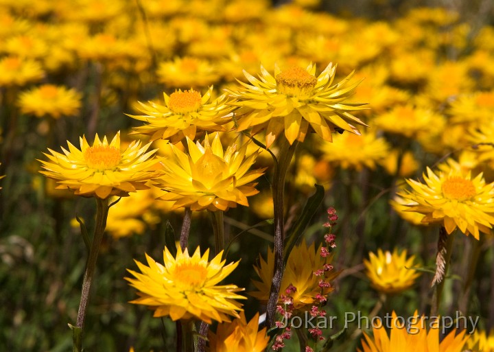 Jagungal_20080202_142.jpg - Golden Everlasting  (Bracteantha subundulata) , Farm Ridge Fire Trail, Jagungal Wilderness, Kosciuszko National Park