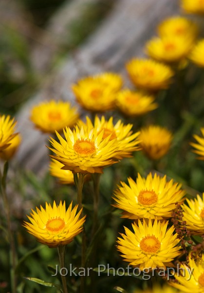 Jagungal_20080202_166.jpg - Golden Everlasting  (Bracteantha subundulata) , Farm Ridge Hut ruin, Jagungal Wilderness, Kosciuszko National Park