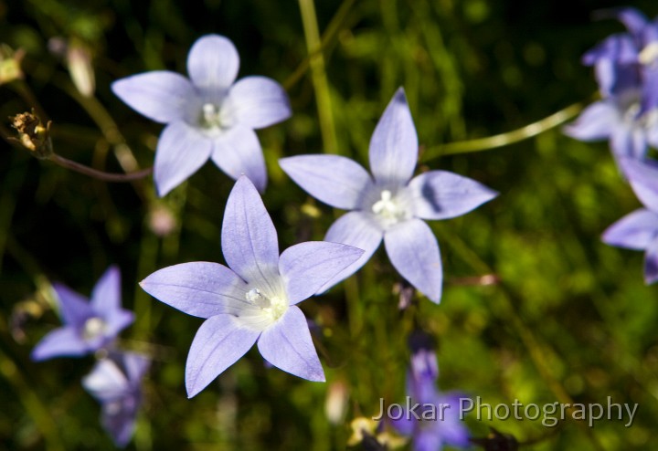 Jagungal_20080202_173.jpg - Waxy bluebells  (Wahlenbergia ceracea) , Farm Ridge Fire Trail, Jagungal Wilderness, Kosciuszko National Park