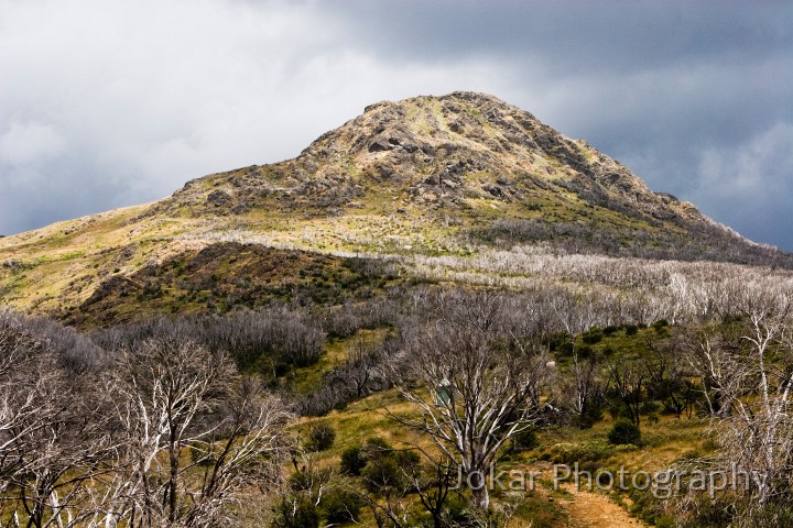 Jagungal_20080202_180.jpg - Mount Jagungal, Grey Mare Fire Trail, Jagungal Wilderness, Kosciuszko National Park