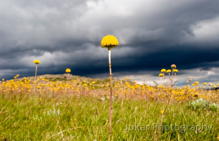 Jagungal_20080202_191.jpg - Billy Buttons  (Craspedia spp.) , near the summit of Mount Jagungal, Jagungal Wilderness, Kosciuszko National Park