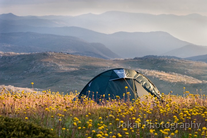 Jagungal_20080202_226.jpg - Campsite amongst the Billy Buttons, just east of summit of Mount Jagungal, Jagungal Wilderness, Kosciuszko National Park