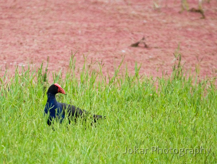 Jerrabomberra_Wetlands_20080220_008.jpg