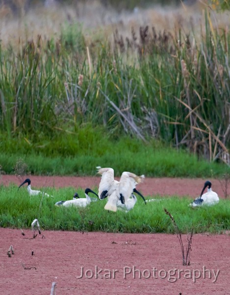 Jerrabomberra_Wetlands_20080220_012.jpg