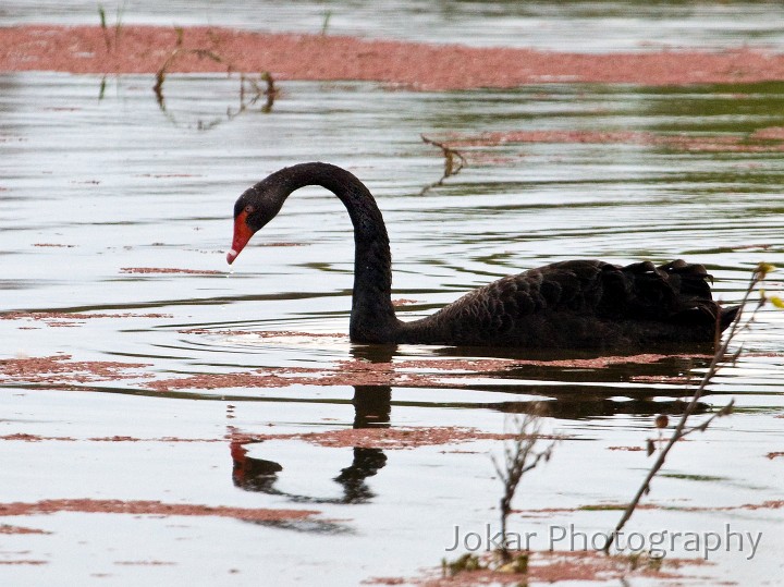 Jerrabomberra_Wetlands_20080220_038.jpg