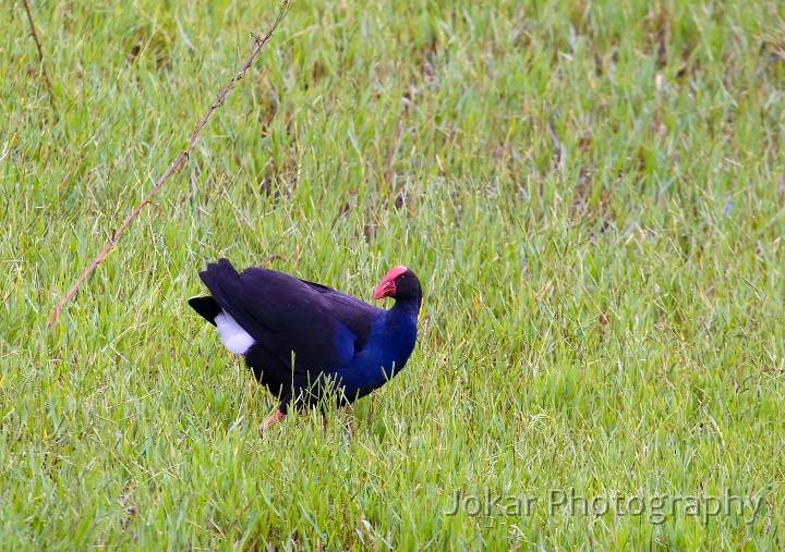 Jerrabomberra_Wetlands_20080220_075.jpg