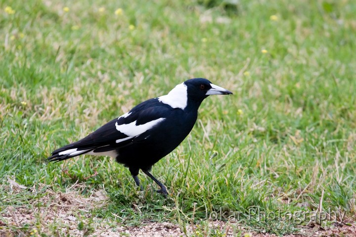 Jerrabomberra_Wetlands_20080220_079.jpg