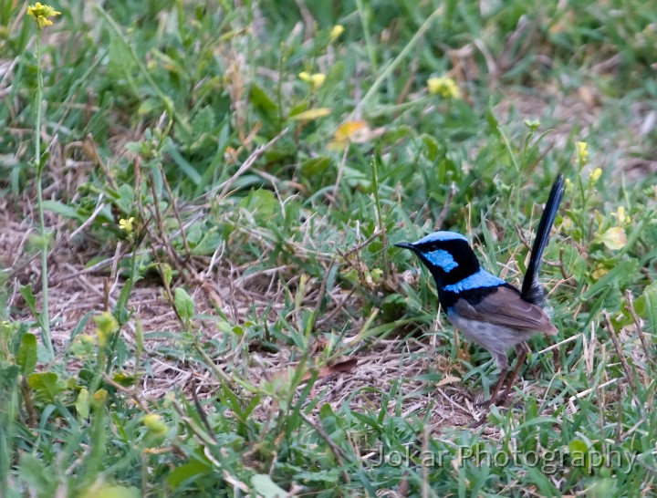 Jerrabomberra_Wetlands_20080220_093.jpg