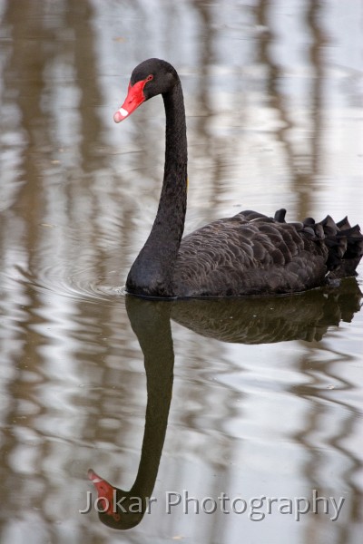 Jerrabomberra_Wetlands_20080220_105.jpg