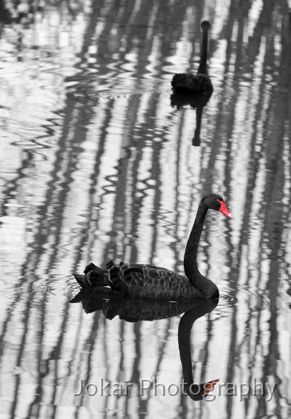 Jerrabomberra_Wetlands_20080220_110.jpg