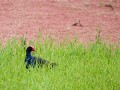 Jerrabomberra_Wetlands_20080220_008