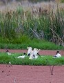 Jerrabomberra_Wetlands_20080220_012