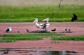 Jerrabomberra_Wetlands_20080220_017