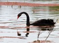 Jerrabomberra_Wetlands_20080220_038