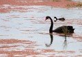 Jerrabomberra_Wetlands_20080220_045