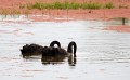 Jerrabomberra_Wetlands_20080220_053