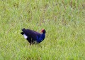 Jerrabomberra_Wetlands_20080220_075