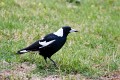 Jerrabomberra_Wetlands_20080220_079