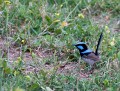 Jerrabomberra_Wetlands_20080220_093