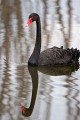 Jerrabomberra_Wetlands_20080220_105