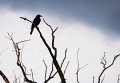 Jerrabomberra_Wetlands_20080220_114