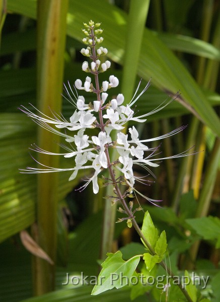 Port_Douglas_20080626_274.jpg