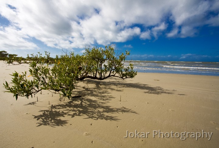 Port_Douglas_20080626_289.jpg