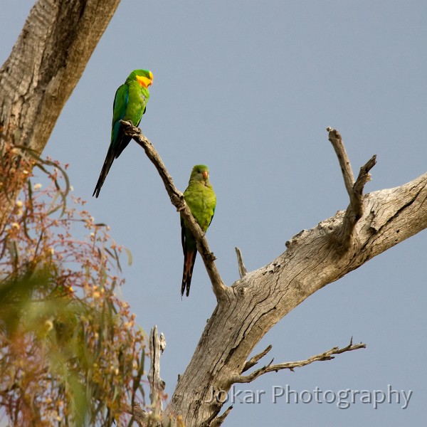 Superb_Parrots_20081217_002.jpg