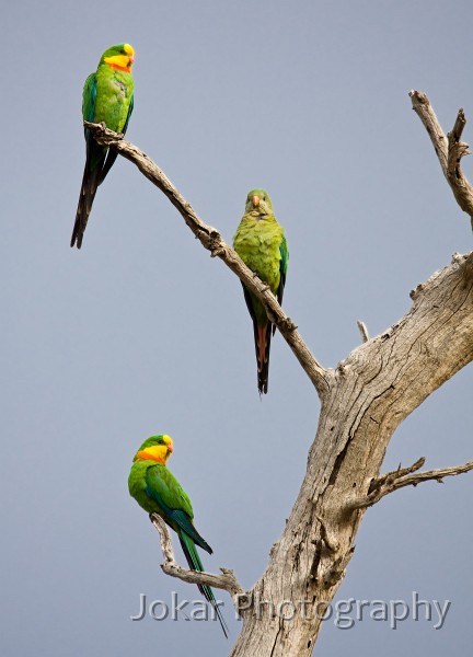 Superb_Parrots_20081217_006.jpg